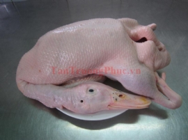 Vịt Nguyên Con